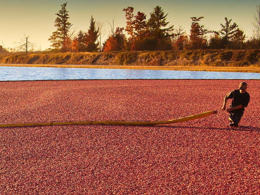Featured image for “Cranberry Marshes in Northern Wisconsin: A Unique and Colorful Experience”