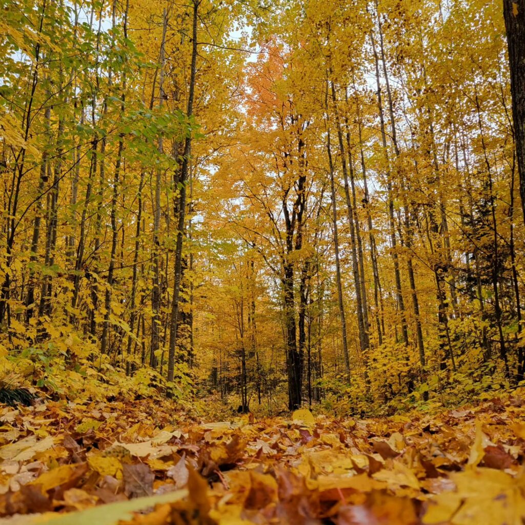 Winman Trails near Manitowish Waters, WI is Gorgeous in the Fall