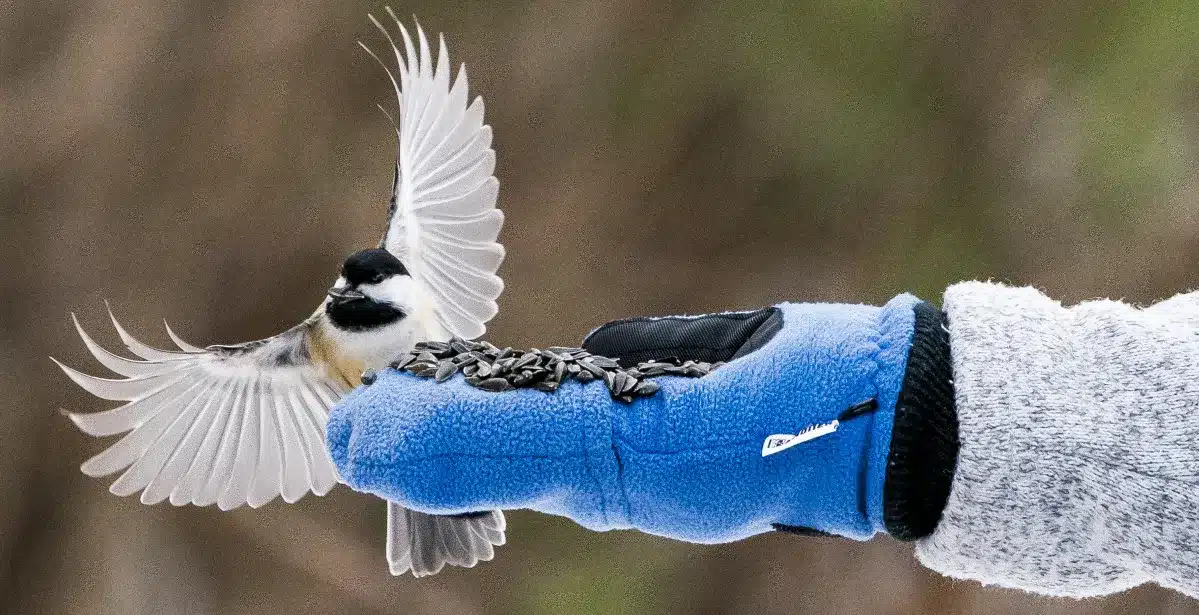 Featured image for “Feeding Chickadees at the Anvil Lake Ski Trails”