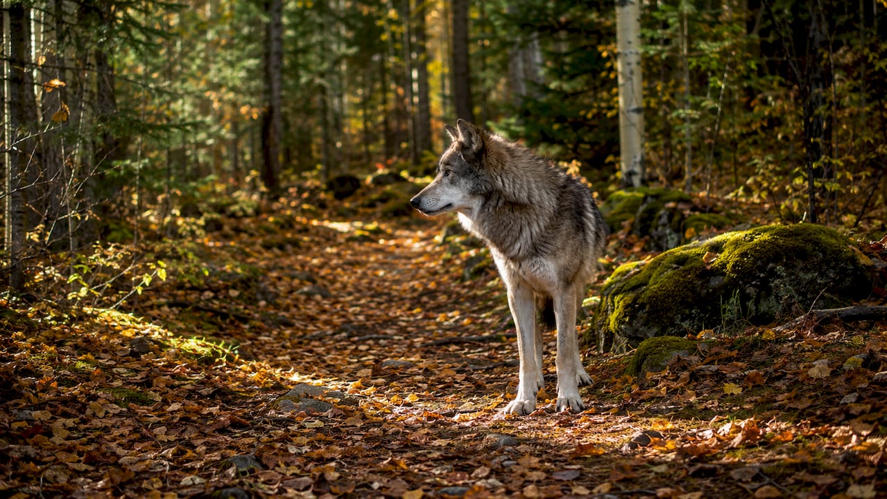 Featured image for “Why Wolves Return to Northwoods: Ecology Explained”